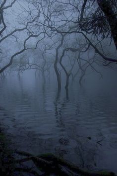 Create meme: dark wood, mist nature, a tree in the fog