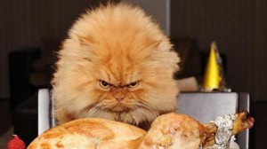 Create meme: angry cat at the table, angry cat, funny cats