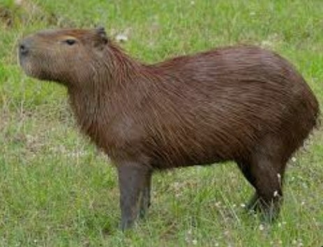 Create meme: black capybara, Vdovenko capybara, animals of south america capybara