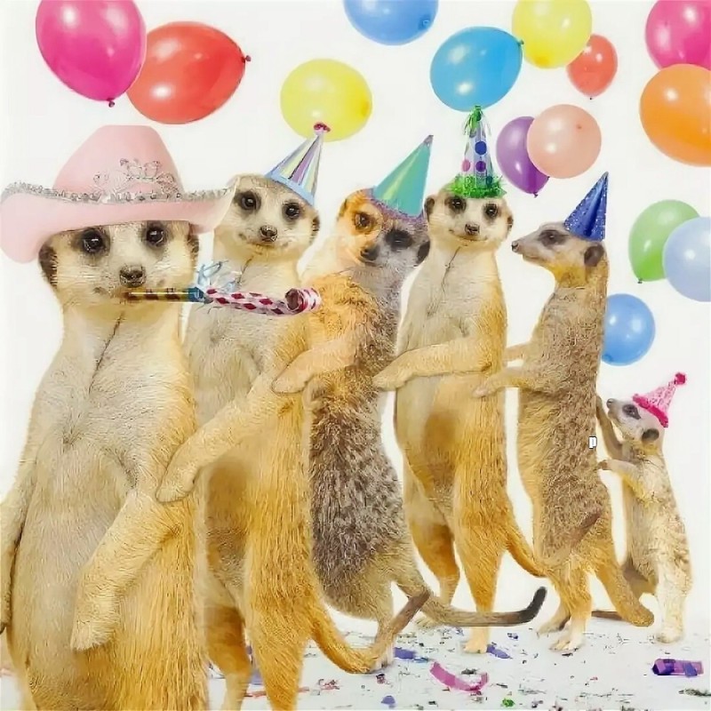 Create meme: meerkats happy birthday, Birthday, birthday animals