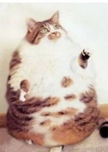 Create meme: the fattest cat in the world, fat cat, fat cat