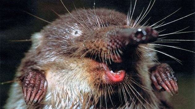 Create Meme Photos Of Muskrat Muskrat Funny Animal Muskrat