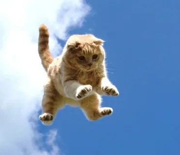 Create meme: jumping cat, flying cat, flying cat 