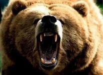 Create meme: grizzly bear attacks, grizzly bear, aggressive bear