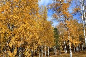 Create meme: autumn birch, birch, autumn