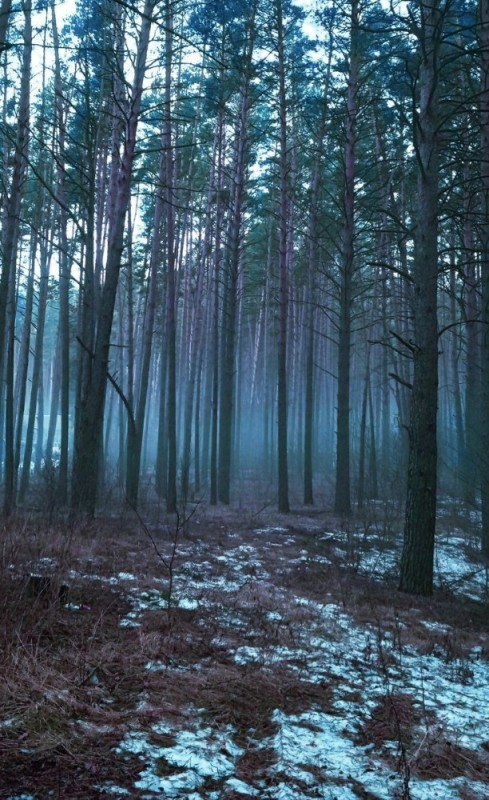 Create meme: forest , forest fog, the forest is magical