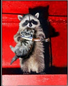 Create meme: a raccoon with a knife, raccoon gargle, raccoon