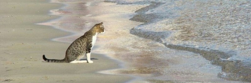 Создать мем: кот у моря мем, коты рыболовы, кошка животное