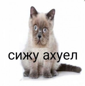 Создать мем: ижу ахуел, меня, Кошка