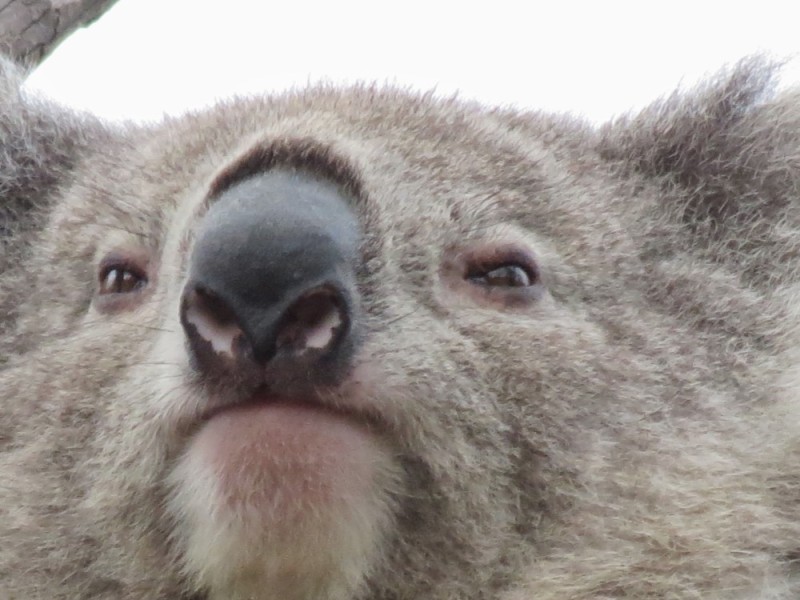 Create meme: Koala , koala with a leaf in his mouth, koala nose