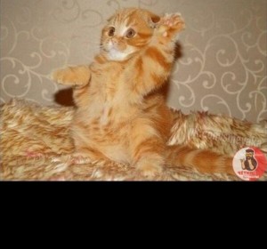 Create meme: kitten with raised paw, cat with the lifted paw, laperi cat
