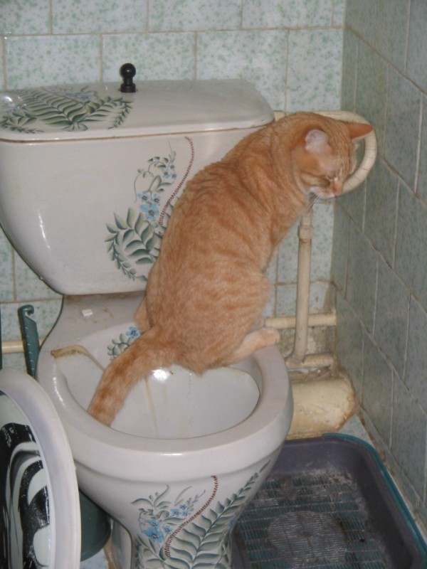 Create meme: the cat on the toilet, toilet toilet bowl, toilet 