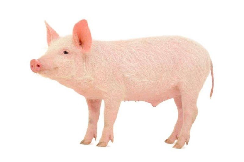 Create meme: pig , piggy on a white background, pig on white background