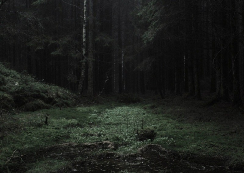 Create meme: A scary dark fir forest, dark forest dense forest, dark dark forest