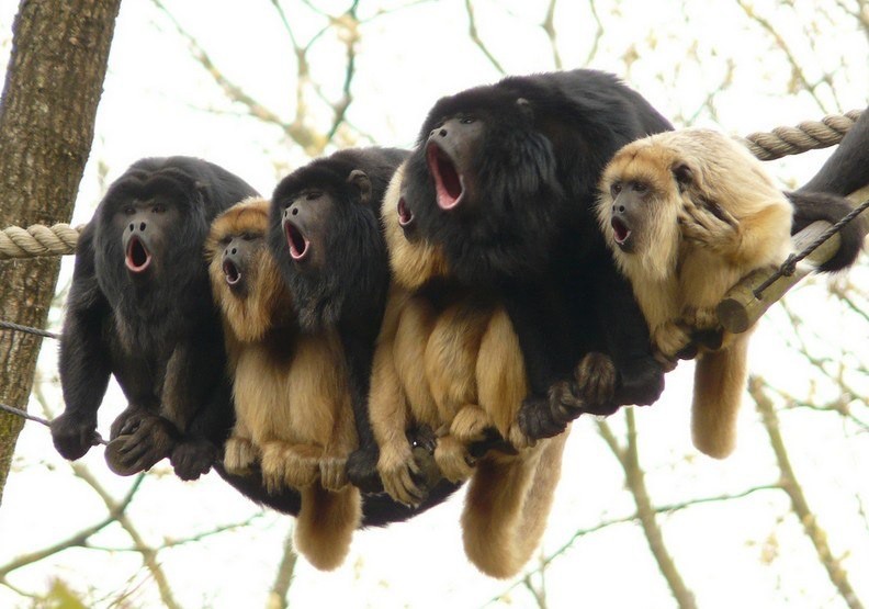 Create meme: broad-nosed howler monkeys, monkey Howler , The howler monkey of South America