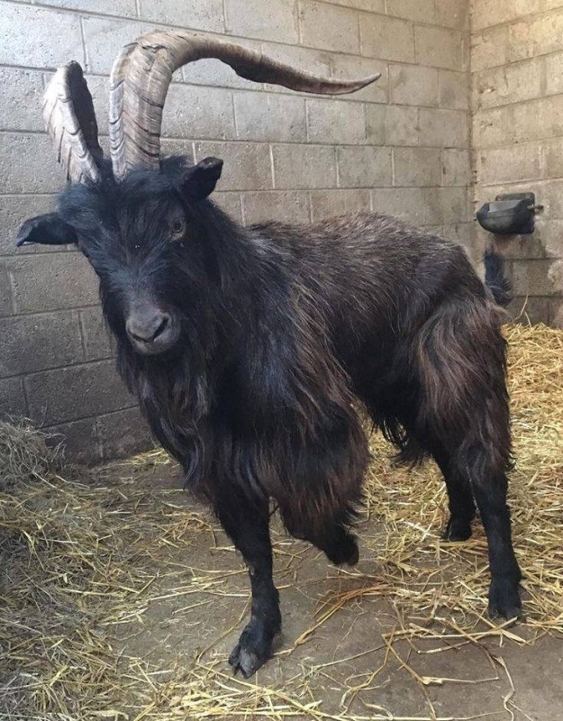 Create meme: black goat, Angora goat is black, The black goat