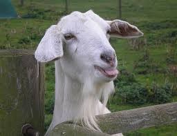 Create meme: white goat, goat, goat home