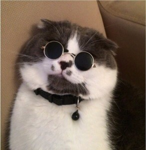 Create meme: cat in round glasses, cat with black glasses