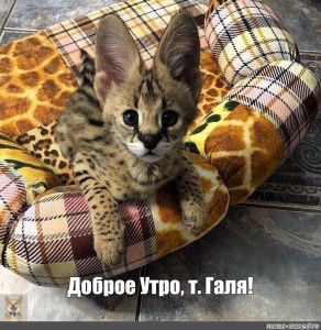 Create meme: Serval kitten home, Serval or Savannah, cat breed Serval small