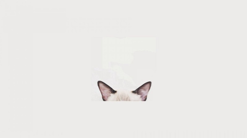 Создать мем: котик, кот минимализм, кошачий фон