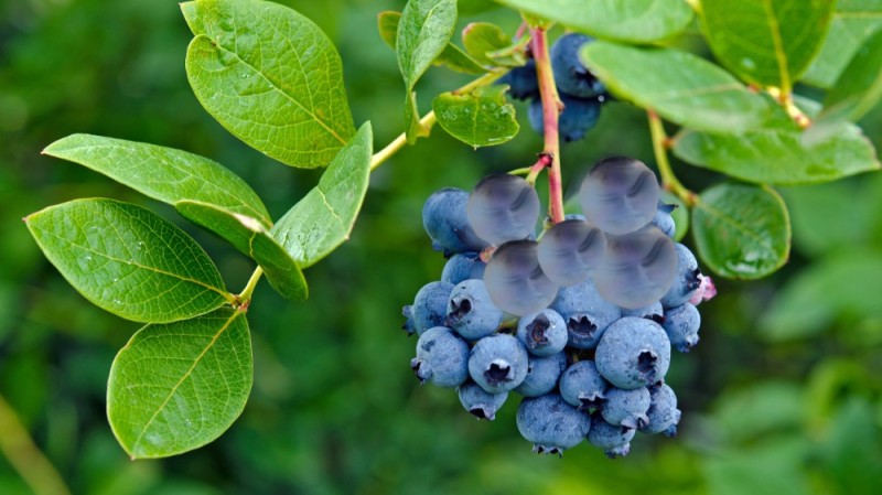 Create meme: blueberries, blueberry blueberry, Bush blueberry