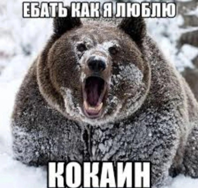 Create meme: so much cocaine, grizzly bear connecting rod, bear rod 