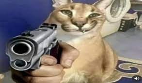 Создать мем: животные с пистолетом, кот шлепа, кот с пистолетом мем
