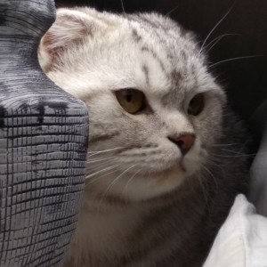 Create meme: Scottish cats, lop-eared, cat Scottish fold