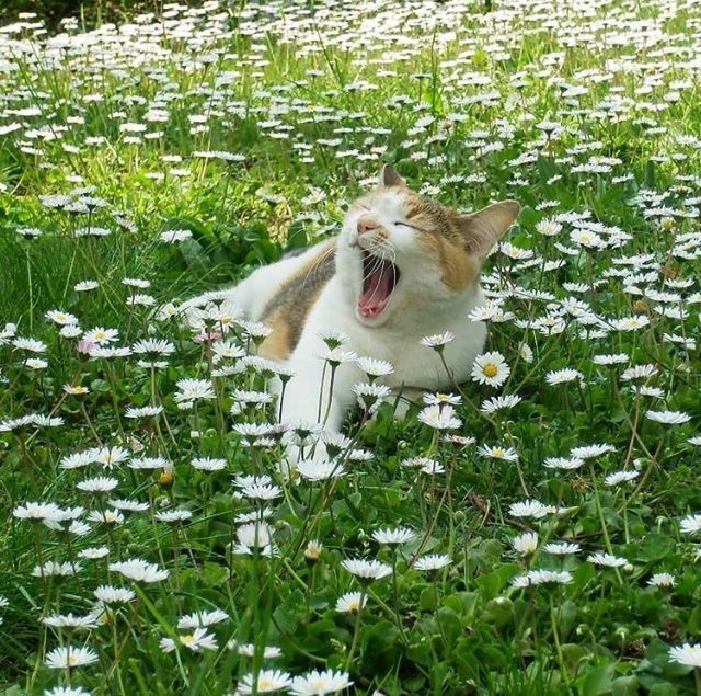 Create meme: The cat in daisies, cat in the grass, cat with chamomile