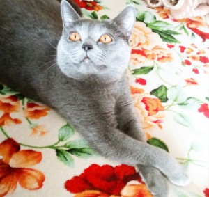 Create meme: British cat, British Shorthair