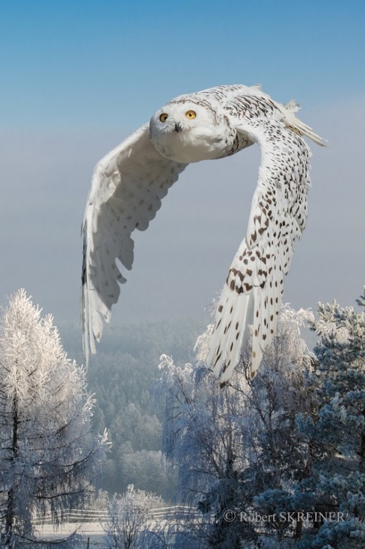 Create meme: snowy owl , white owl, bubo scandiacus