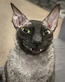 Create meme: hilarious cats, cat , cornish rex the cat