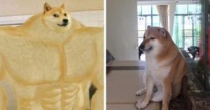 Create meme: Shiba, inflated doge meme, Shiba inu memes