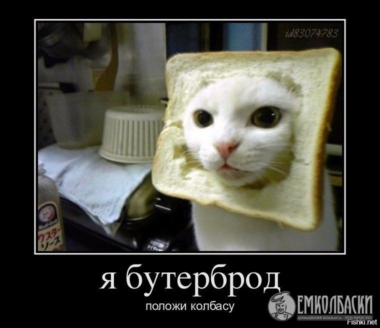 Create meme: cat sandwich, cat bread, seals 