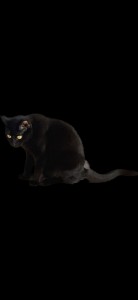 Создать мем: бурманская кошка, чёрная кошка, кошка породы бомбей