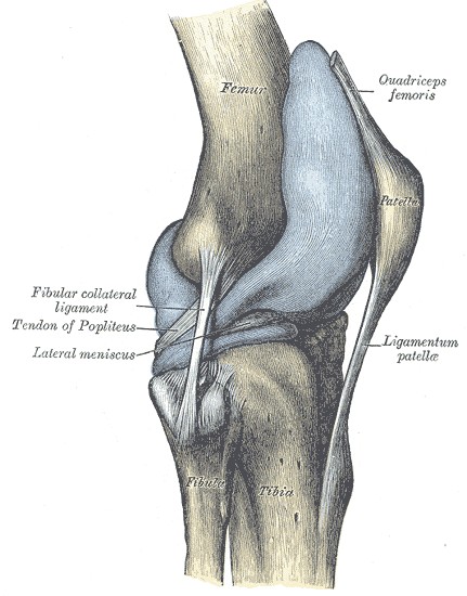 Создать мем: анатомия коленного сустава, связки коленного сустава, крестообразная связка коленного сустава