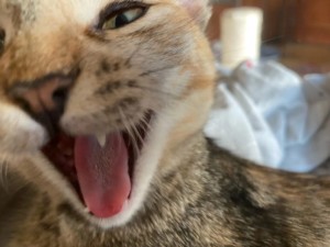 Создать мем: облизывающийся кот, зевающая кошка, зевающий кот