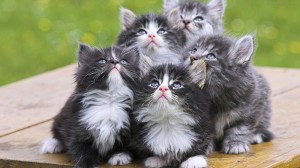 Create meme: kittens are fluffy, cute kittens, adorable kittens