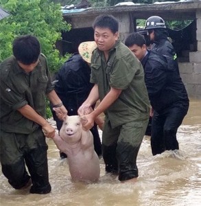 Создать мем: спасение поросенка, китай наводнение свинья мем, свиньи в китае
