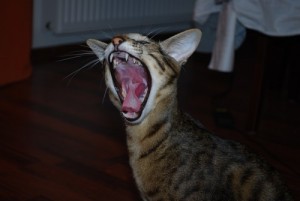 Create meme: cat, cat, yawning cat