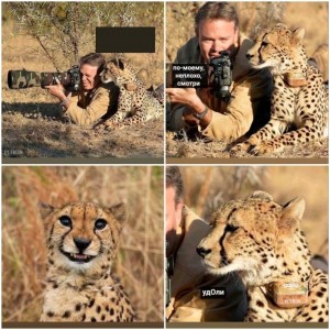 Create meme: wildlife, photos, Cheetah