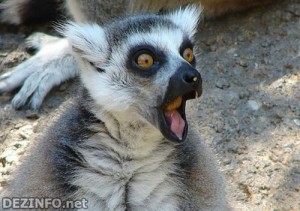 Create meme: lemur