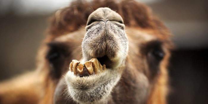 Create meme: camel , camel teeth, camel's mouth