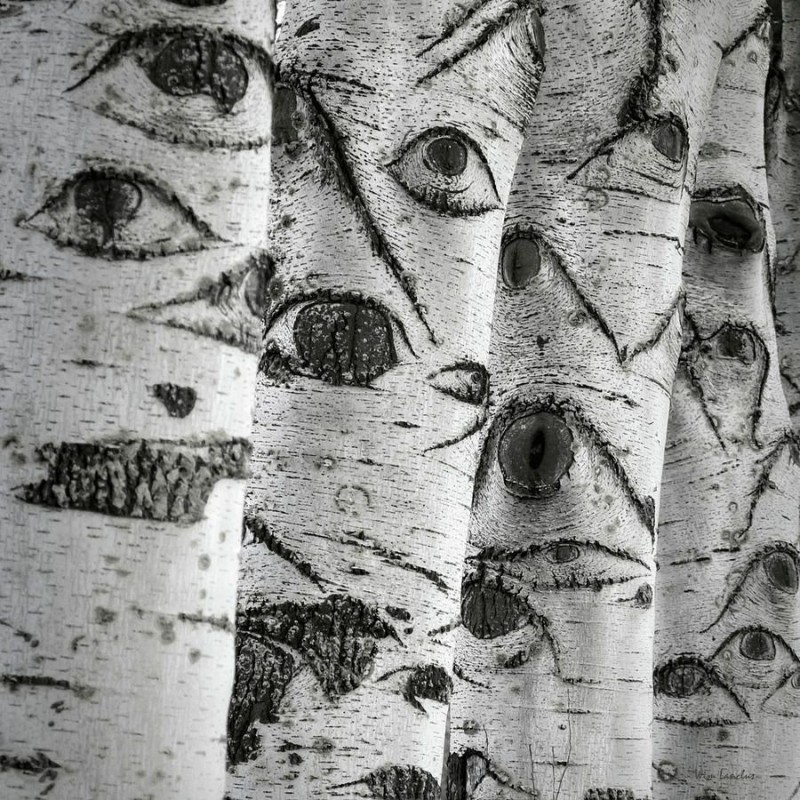 Create meme: birch with eyes, birch trunk, birch and birch sap