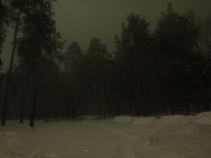 Create meme: night forest, night in the forest, the landscape is gloomy