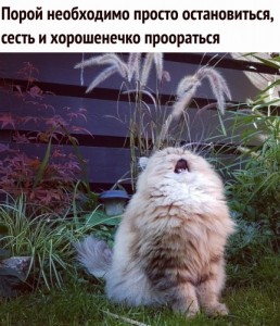 Create meme: lolcat, a well-fed cat is happy cat, spring has come spring has come katamatite