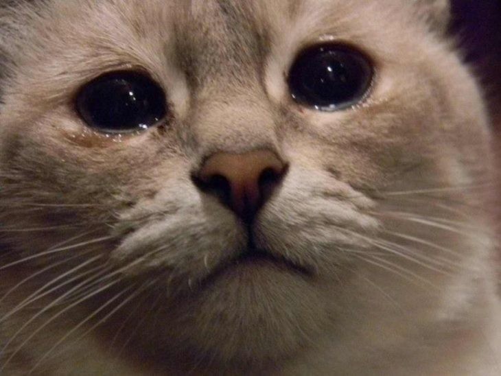 Create meme: sad cat , crying kitten meme, weeping cats