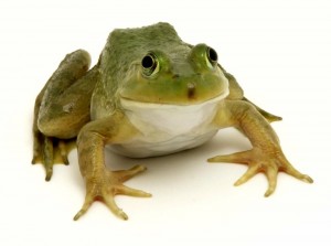 Create meme: the bull frog