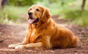 Create meme: golden retriever, Retriever, retailer gold