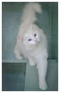 Create meme: Angora cat, cats, white cats